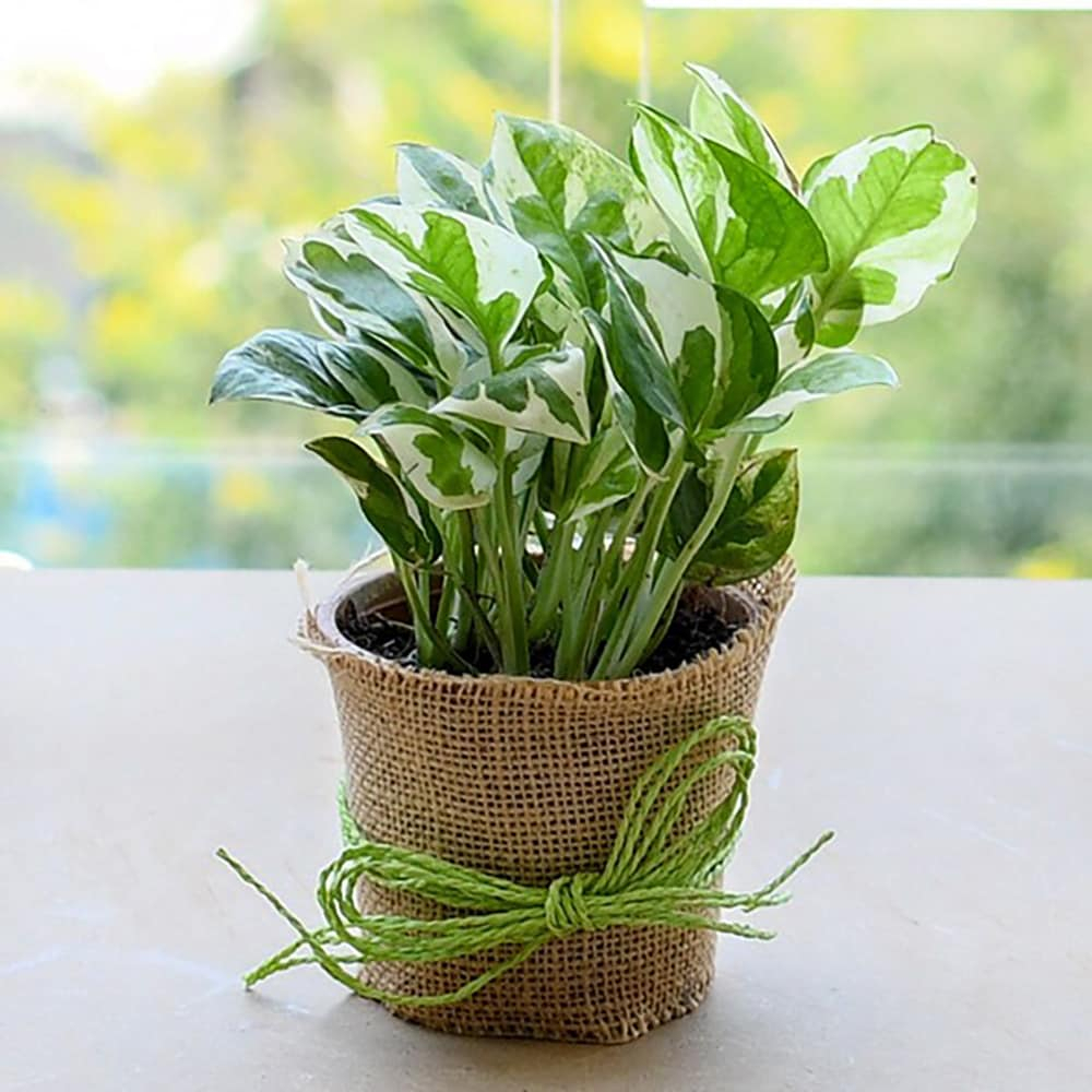  Good Luck Money Plant with a Jute wrap